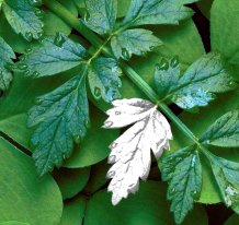 White Leaf